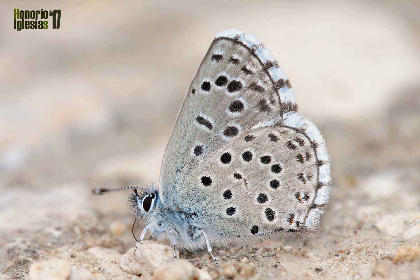 Ejemplar de mariposa abencerraje del tomillo o ibérico (Pseudophilotes panoptes) , mostrando su reverso alar.
