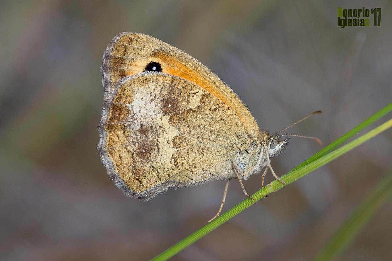 Ejemplar de mariposa lobito jaspeado o lobito agreste (Pyronia tithonus) mostrando su reverso alar con unos ocelos muy poco visibles en el ala posterior.