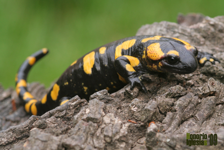 Salamandra común (Salamandra salamandra)