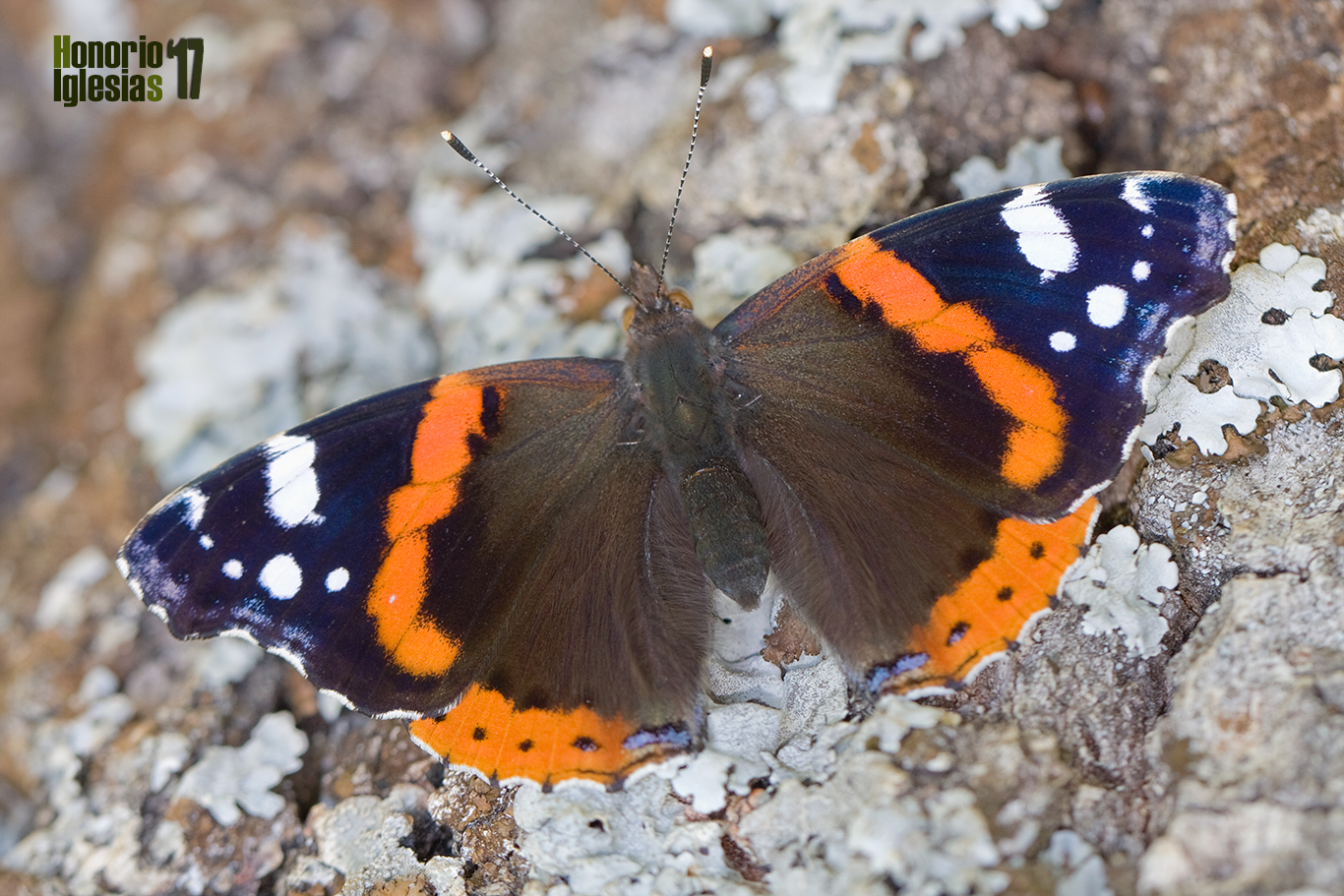 Ejemplar de mariposa atalanta, numerada (Vanessa atalanta) . Se trata de una mariposa migradora con un vuelo muy potente y directo.