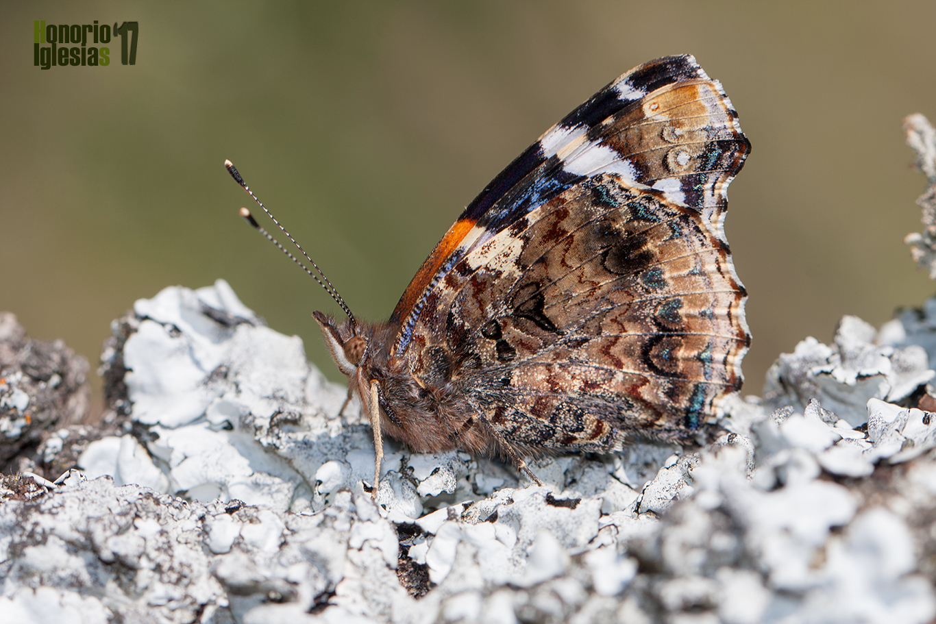 Ejemplar de mariposa atalanta, numerada (Vanessa atalanta) mostrando su reverso alar.