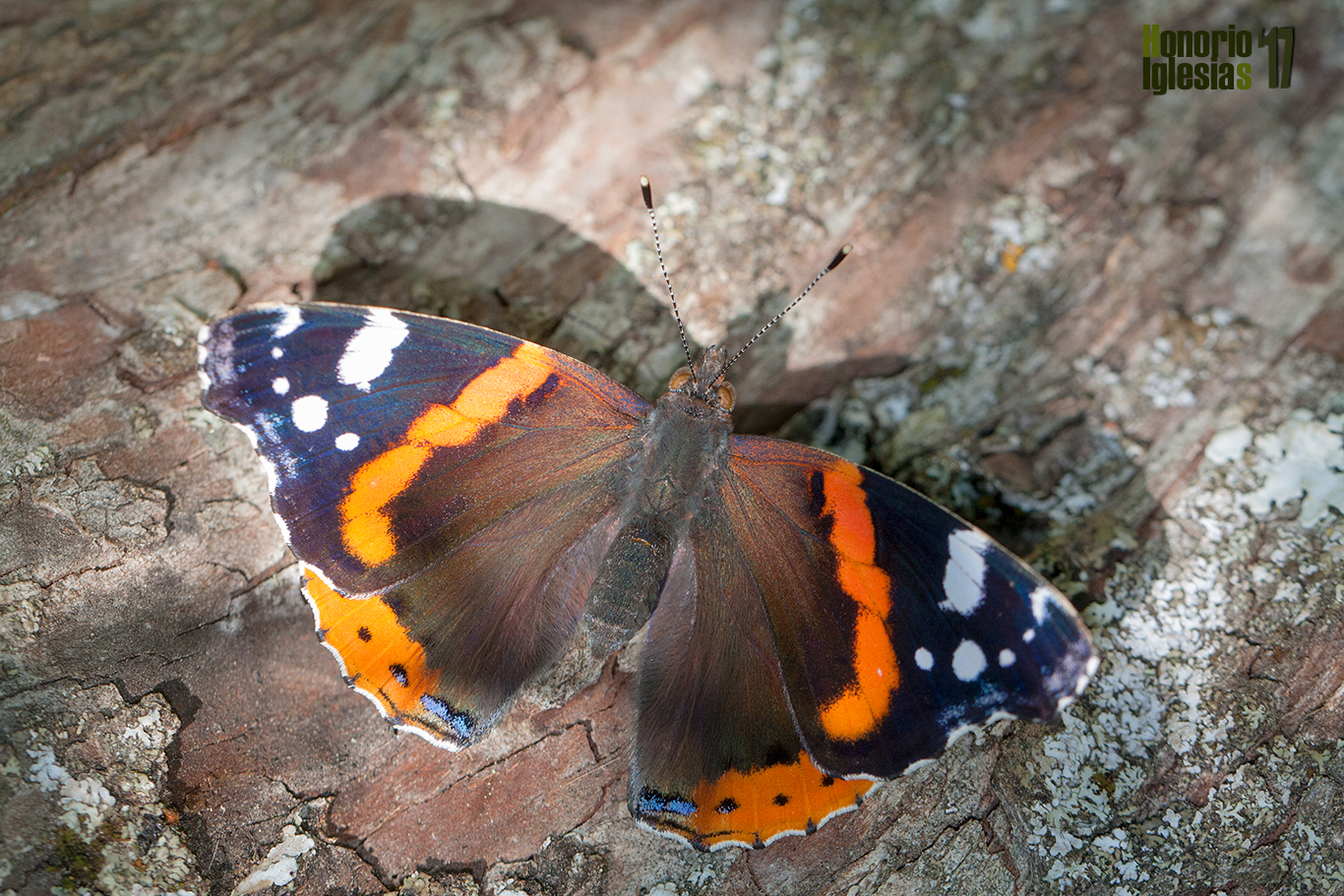 Ejemplar de mariposa atalanta, numerada (Vanessa atalanta) mostrando el anverso alar. Se trata de una de las especies comunes que se puede encontrar en casi cualquier hábitat de estos montes.