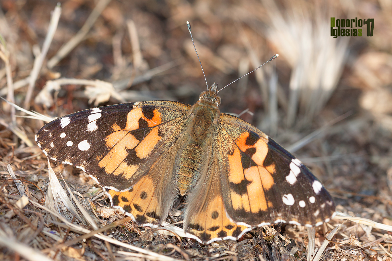 Ejemplar de mariposa cardera (Vanessa (=Cynthia) cardui), una mariposa común en los montes de Valsaín